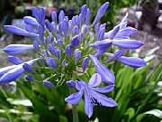 Agapanthus Blue